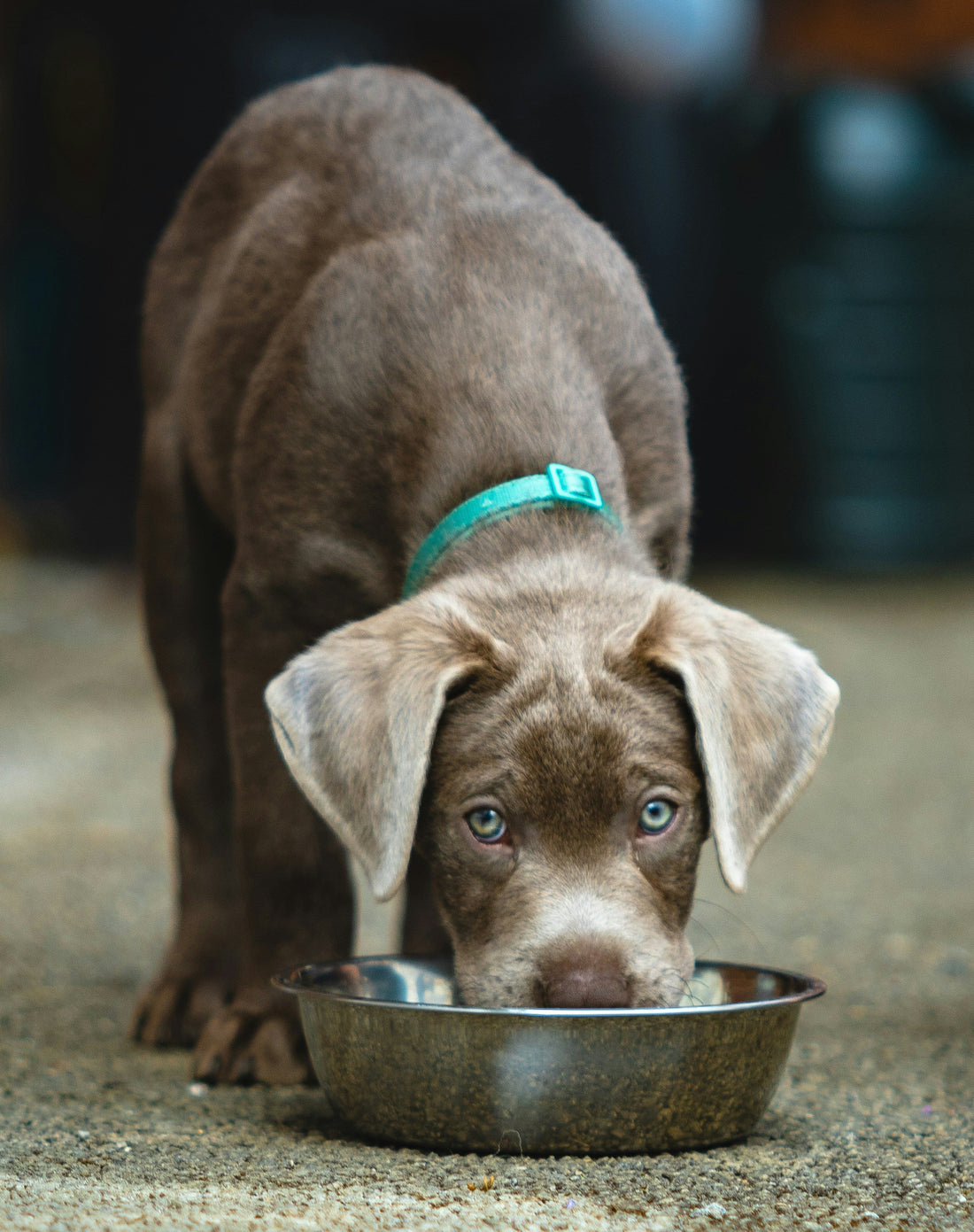 ¿El pienso Grain Free es realmente mejor para perros y gatos?