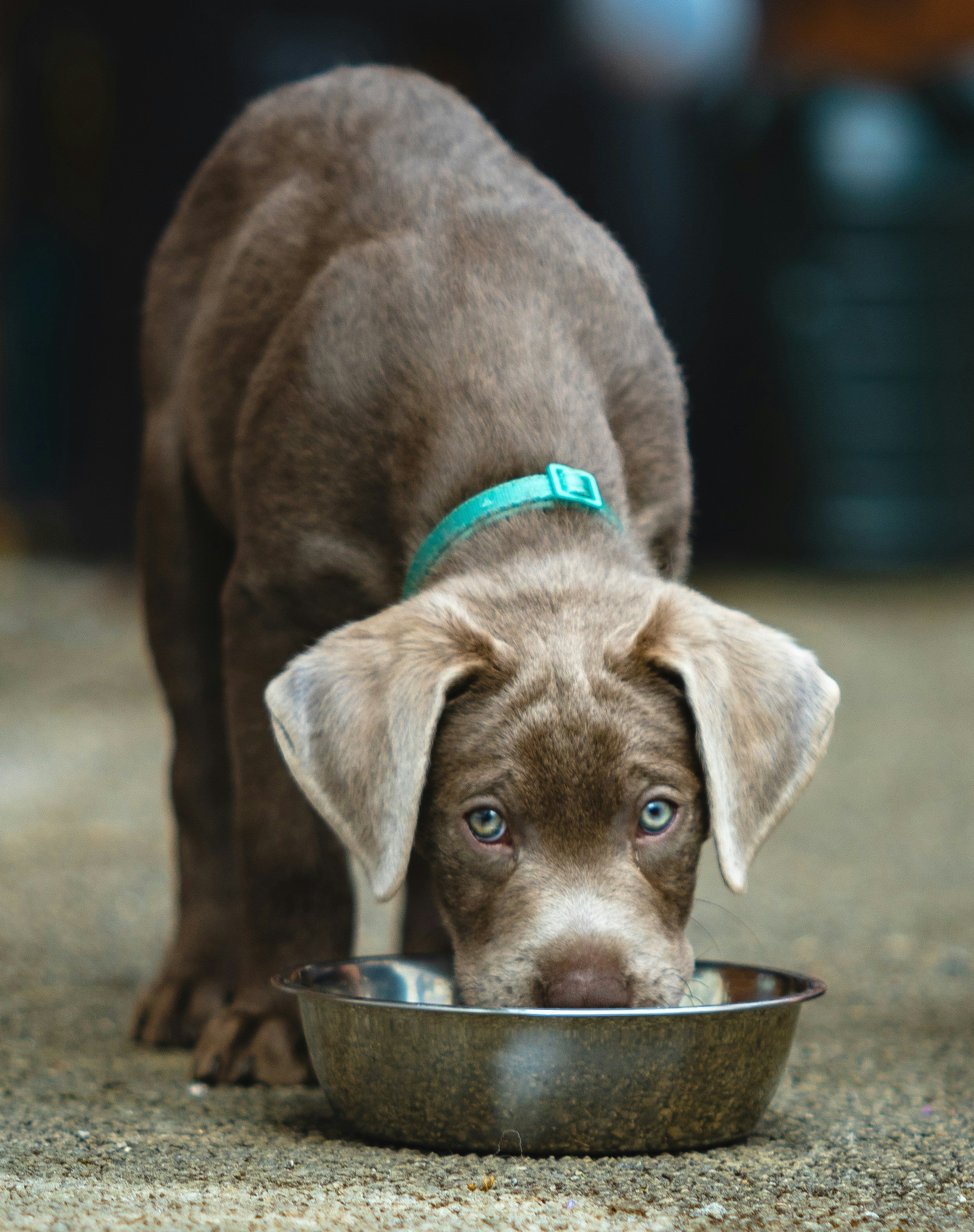 ¿El pienso Grain Free es realmente mejor para perros y gatos?